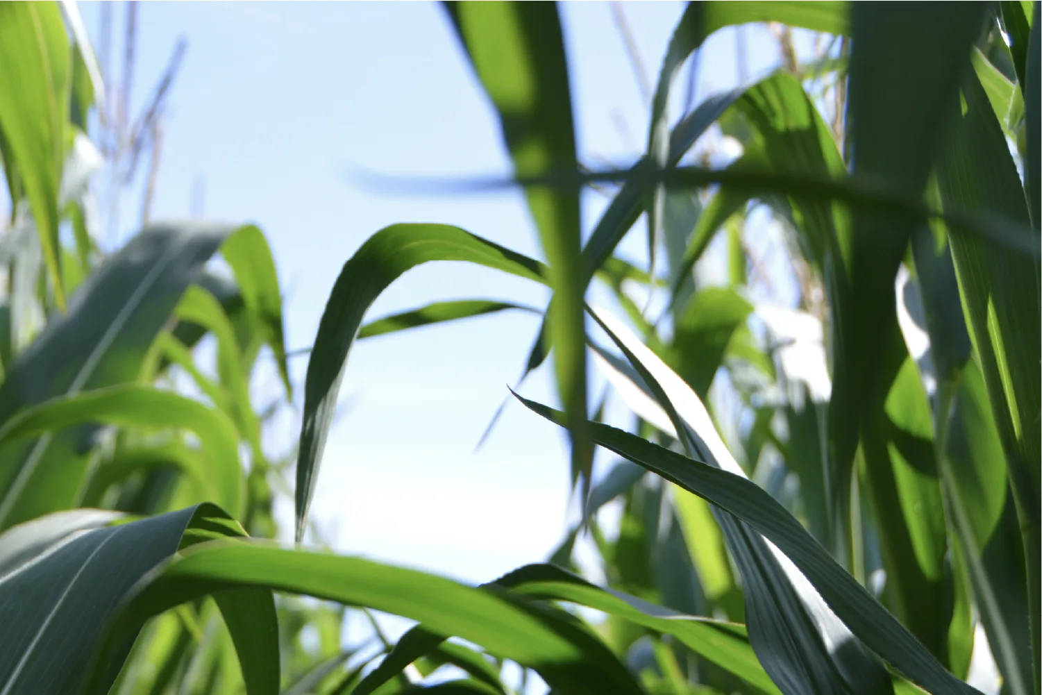 Agriculture ambiance