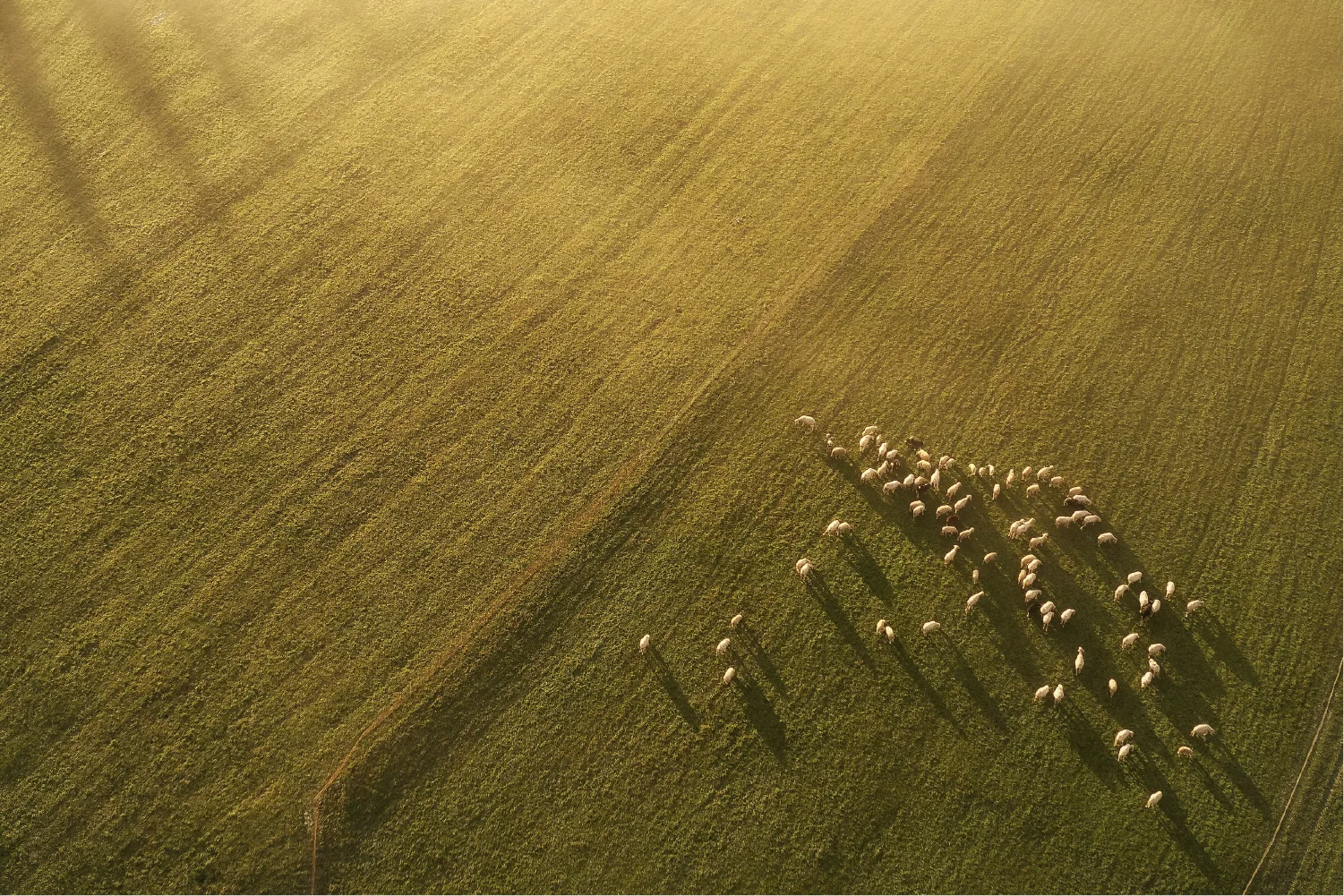 photo champs cultivé