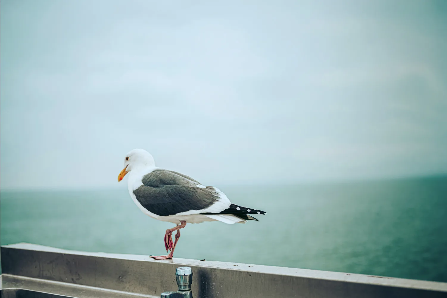 Mouette sur un muret