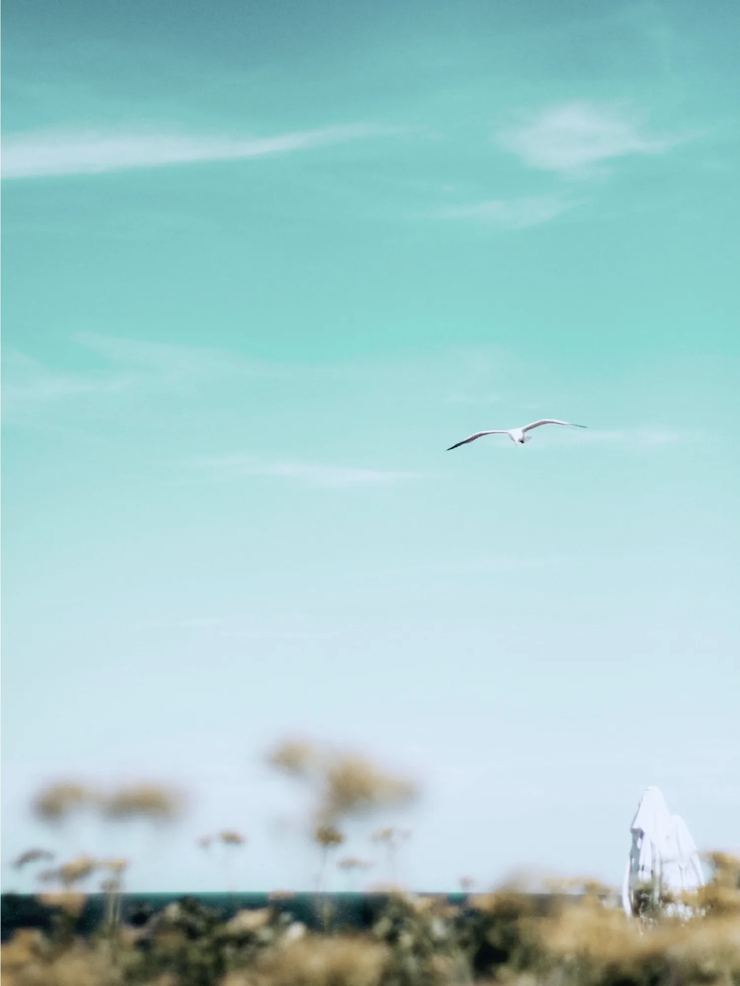 Mouette en vol